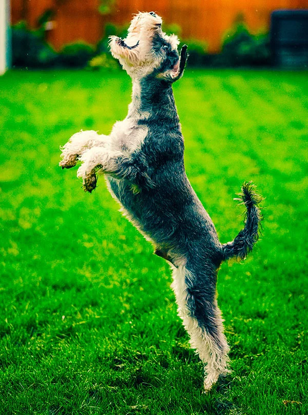 dog jumping up for a flirt pole