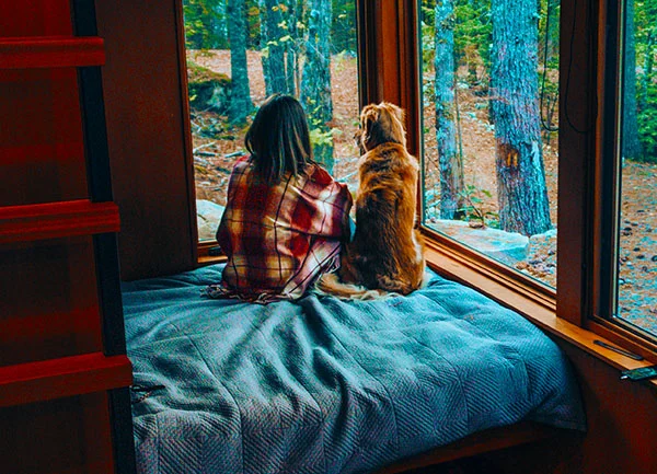 dog indoors on a bed