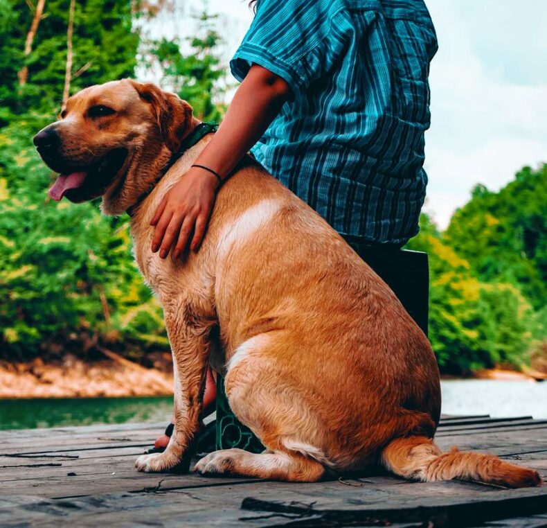 dogs need enough exercise every day