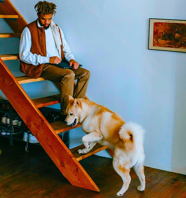 Are Stairs Bad For Puppies Joints