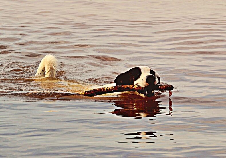 Dog fetching a stick and getting fit