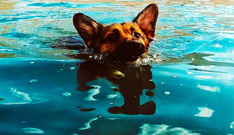 A dog swimming