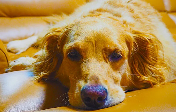 tired dog having a rest
