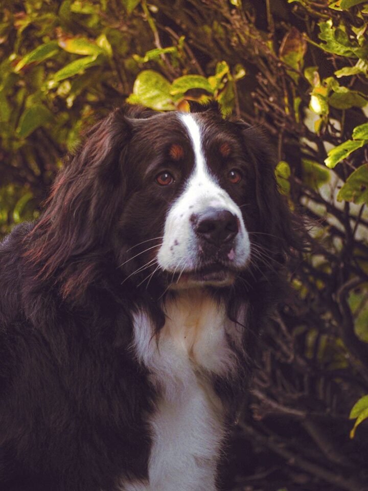 A Vet's Guide to Exercising Your Bernese Mountain Dog