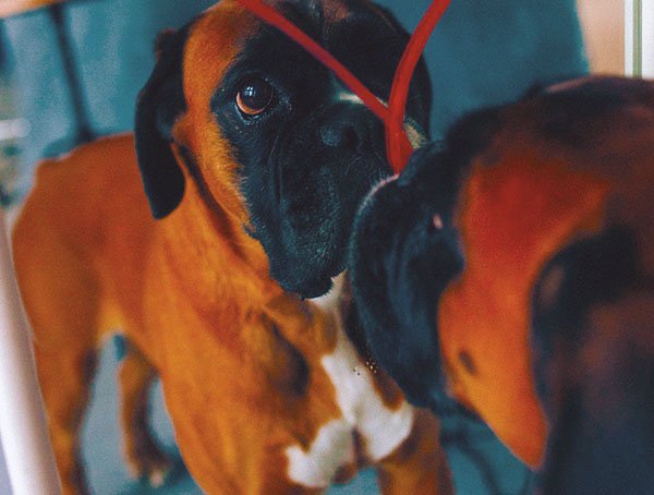 A boxer looking in the mirror