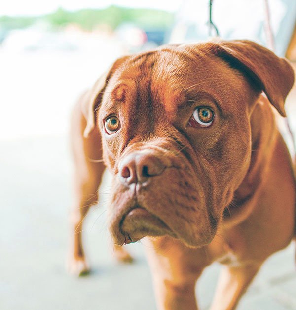 Boxer dogs need a great deal of exercise each day