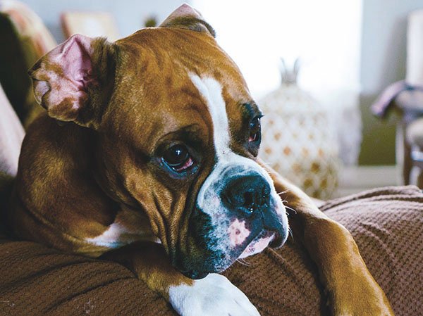 Dog resting after physical activity