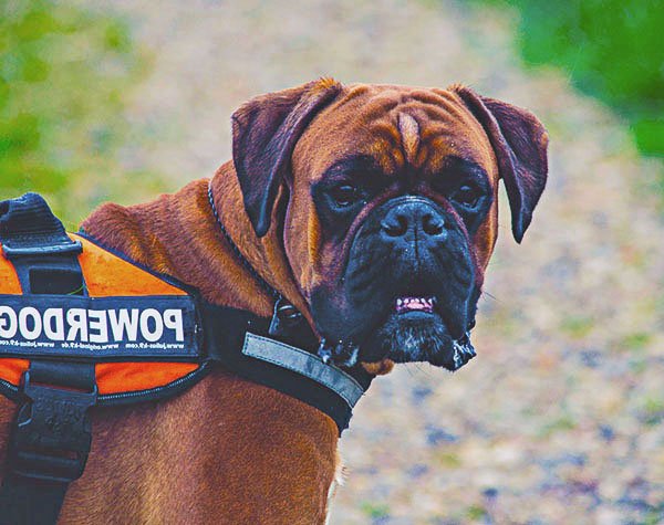 How to Exercise a Boxer Dog – Fitness Requirements ...