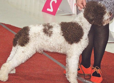 Hypoallergenic dogs are beginning more popular