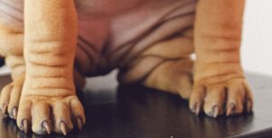 Walking can trim a dogs nails if they are long