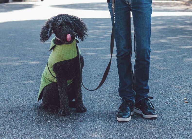 Dogs love to learn how to walk