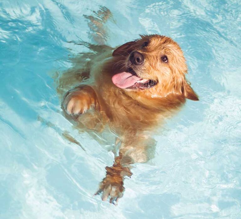 Can Dogs Swim in Saltwater Pools? The Do’s and Dont’s