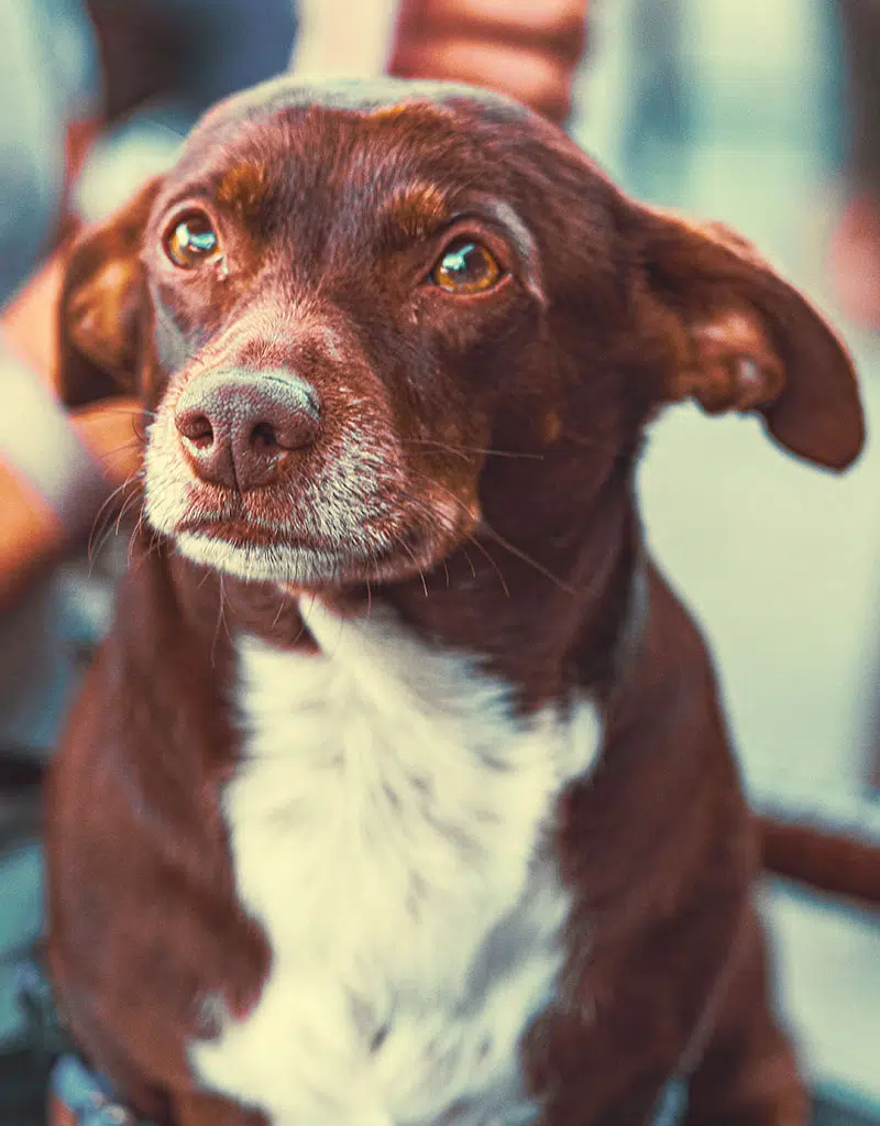 Dachshunds love activities to stimulate them