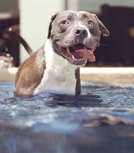 Can Dogs Swim in Saltwater Pools? The Do’s and Dont’s
