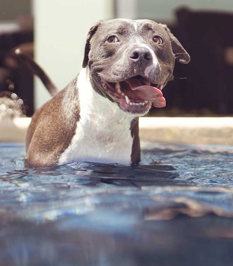 Can Dogs Swim in Saltwater Pools? The Do’s and Dont’s