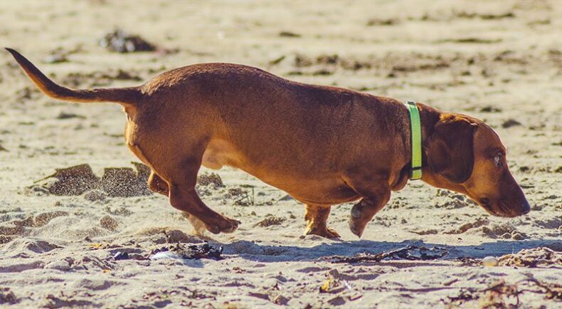A dachshund dog walking on a beach