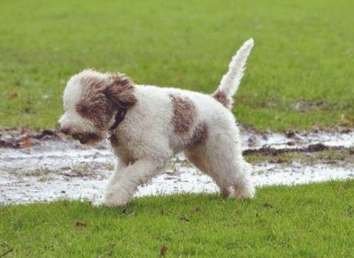 Lagotto Romagnolo fur is great news for allergy sufferers