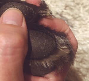 dog walking and split nails close up