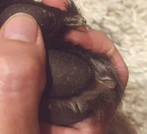 dog walking and split nails close up