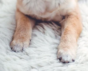 many dogs hate getting their nails trimmed