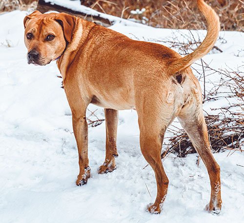 A dog walking in a backwards movement isn't right