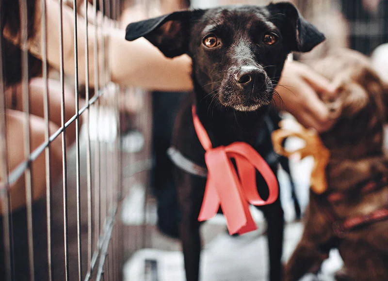 a rescue dog wants to be trained how to walk on a leash too