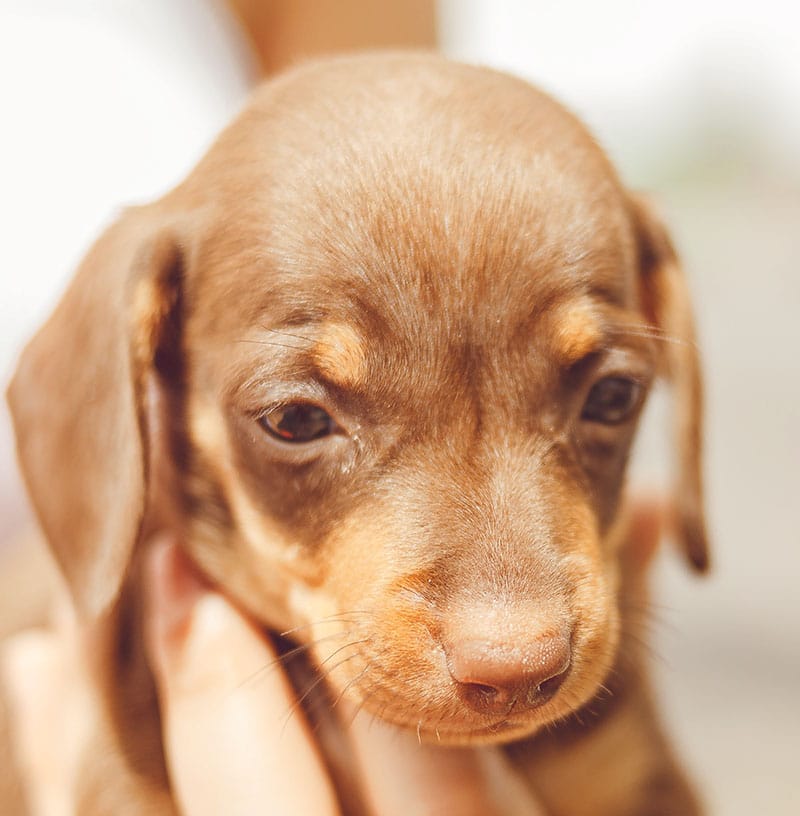 Tiny Dachshund puppy