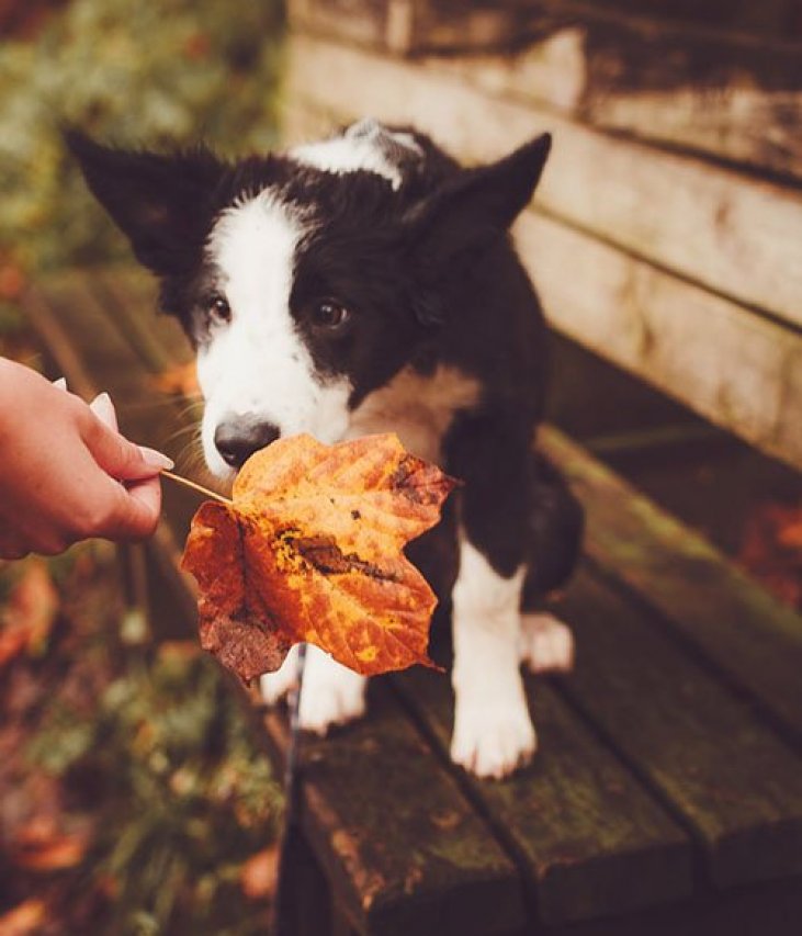 How Often Should You Walk Your Chortai Puppy