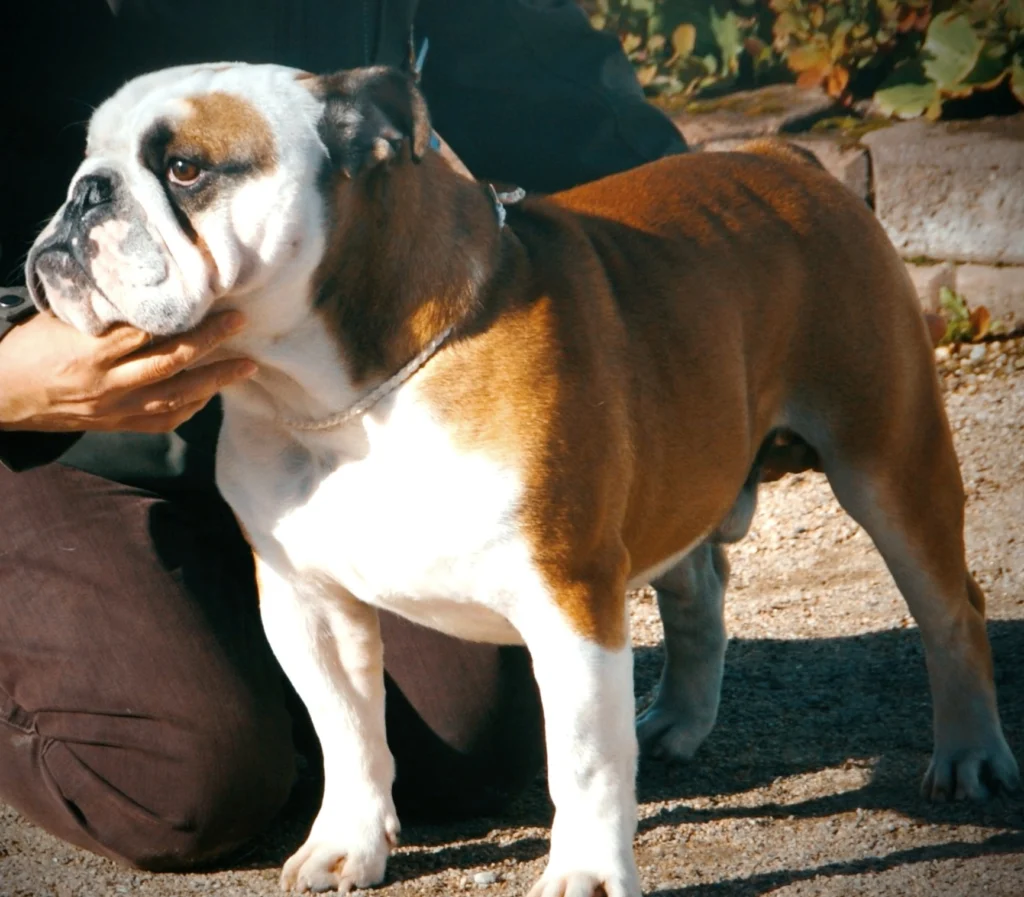 bulldogs just love skateboards