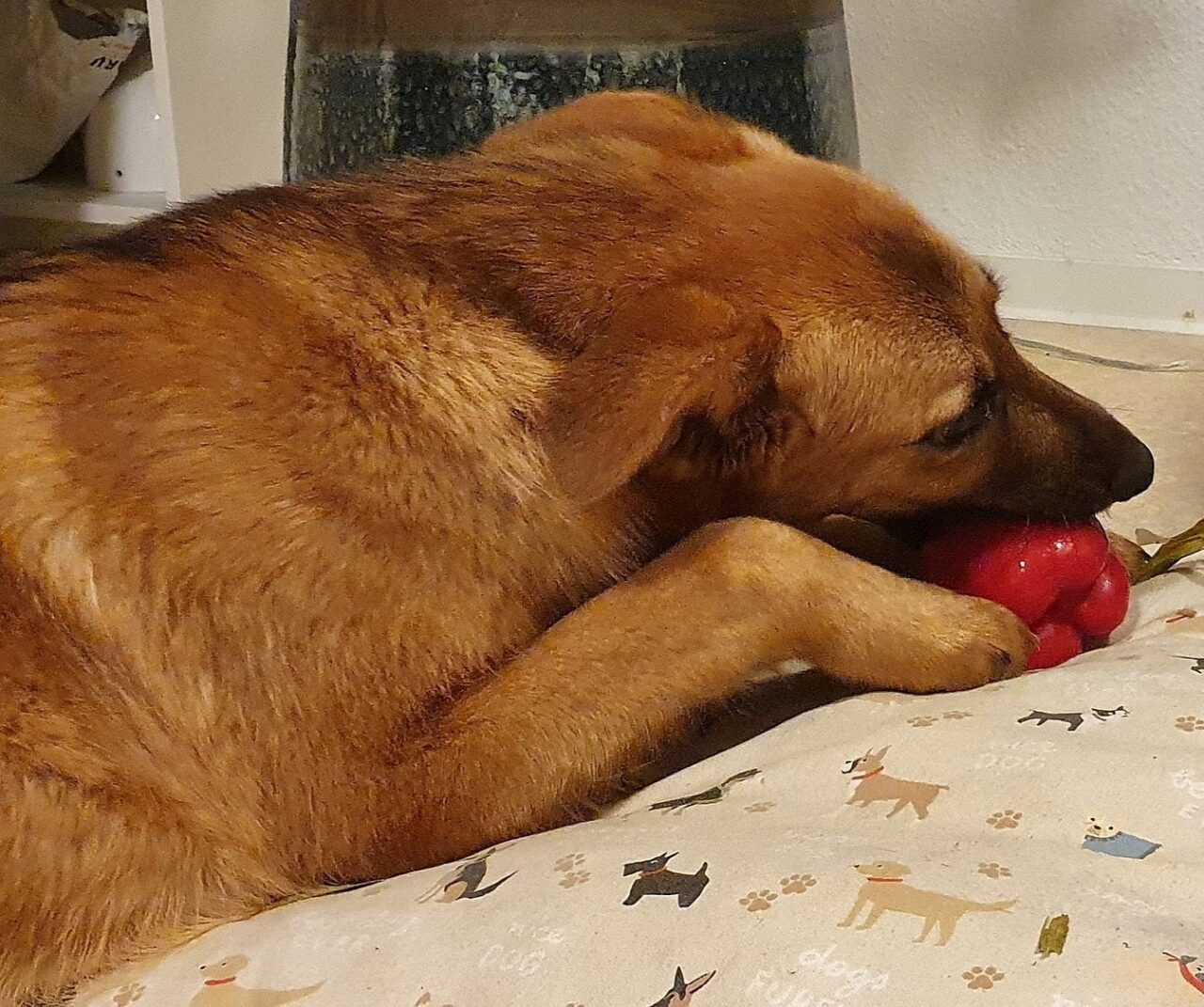 How to Stop My Dog From Eating Poop