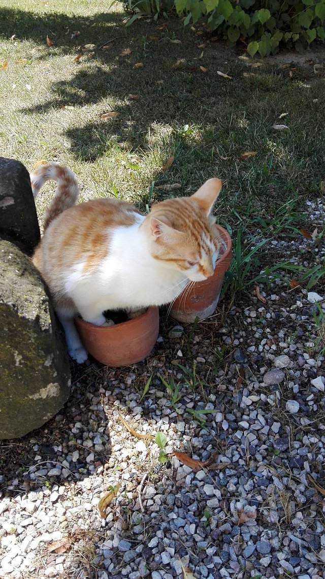 How to Stop My Dog From Eating Poop