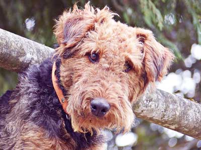 Name requirements for your Airedale