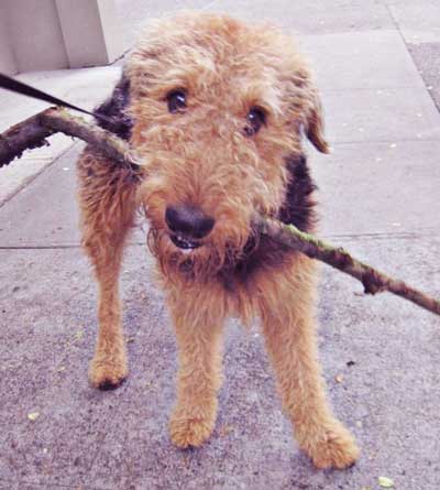 Airedales love exercise