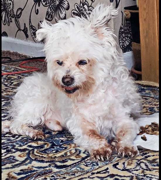 a dog white dirty stains on its white fur