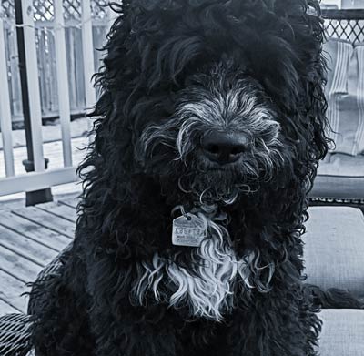 A black cockapoo resting after activity