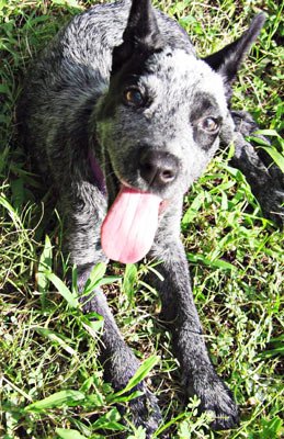 This dogs life span may be a surprise