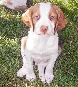 Brittany Spaniel puppy with short fur