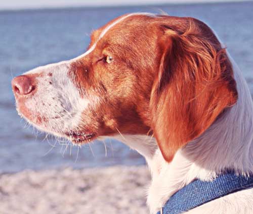 A Brittany spaniel can be brushed outside to prevent shedding