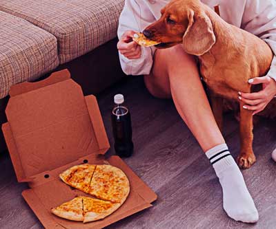 a dog eating pizza will cause weight gain