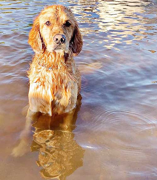 a dog cooling down in summer