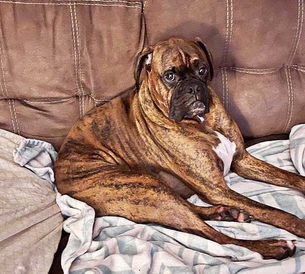 dog sitting on a couch after digging on it