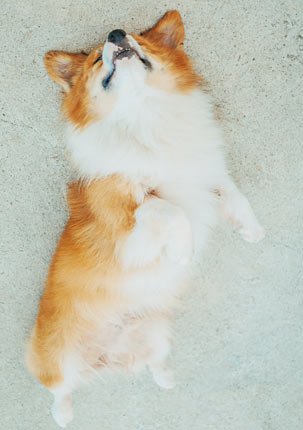 it is much more sanitary to have a trimmed dog in your house