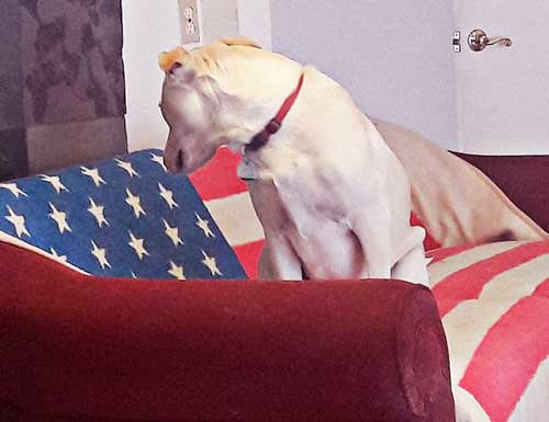 Dogs love digging on sofas too