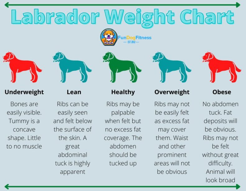 Dog weight chart to check