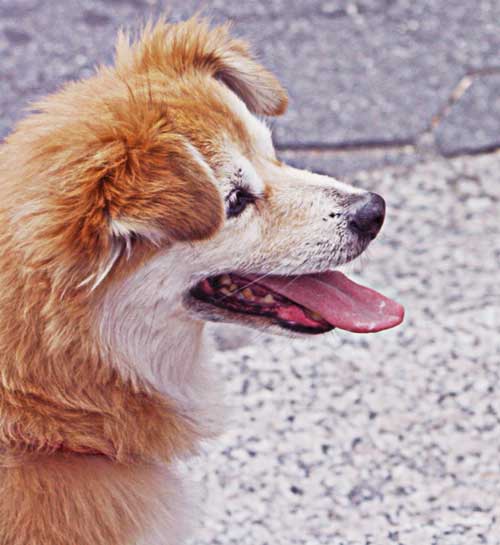 a dog struggling with walking in the heat on a hot day