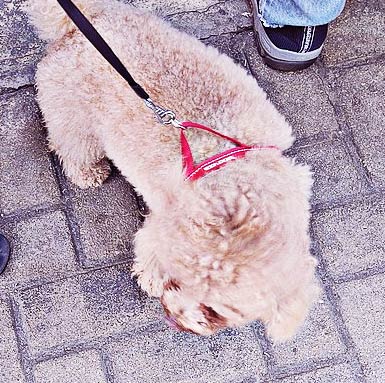 a poodle with natural fur