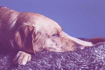 Why Is My Dog Restless And Panting At Night? - FunDogFitness
