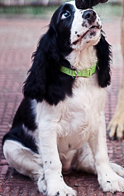 your springer spaniel cost might surprise you