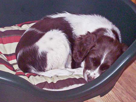 A Springer Spaniel after a busy walk pulling