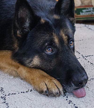 tired dog after a run